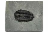 Calymene Niagarensis Trilobite Fossil - New York #357068-1